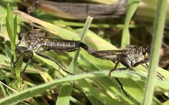 Machimus arthriticus