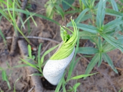 Amorphophallus dracontioides
