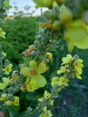 Verbascum lychnitis