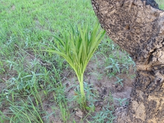 Amorphophallus dracontioides