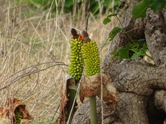 Amorphophallus dracontioides