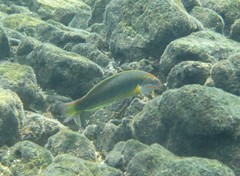Thalassoma newtoni