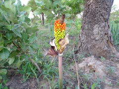 Amorphophallus dracontioides
