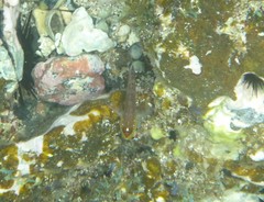 Wheelerigobius wirtzi