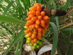 Amorphophallus dracontioides
