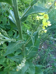 Verbascum lychnitis