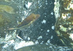Canthigaster supramacula