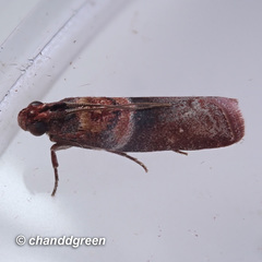 Ptyomaxia swinhoeella