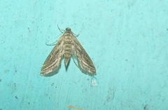 Parapoynx fluctuosalis