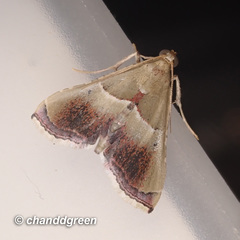 Endotricha repandalis