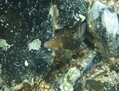 Canthigaster supramacula