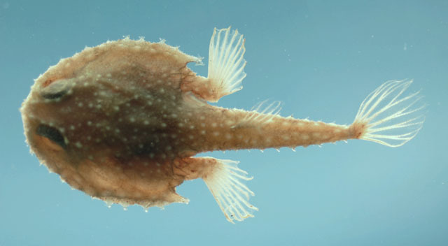 Atlantic Batfish