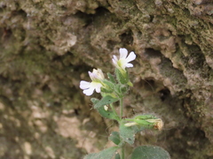 Chaenorhinum villosum granatensis