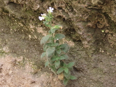Chaenorhinum villosum granatensis