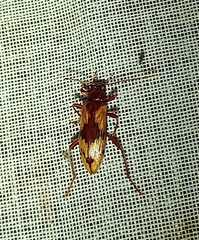 Charisius granulatus