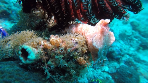 Three-lobed T-bar Nudibranch (Ceratosoma trilobatum)
