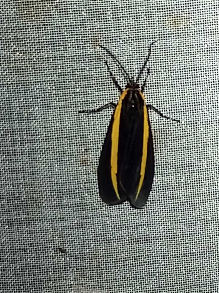 Josiomorpha triangulifera