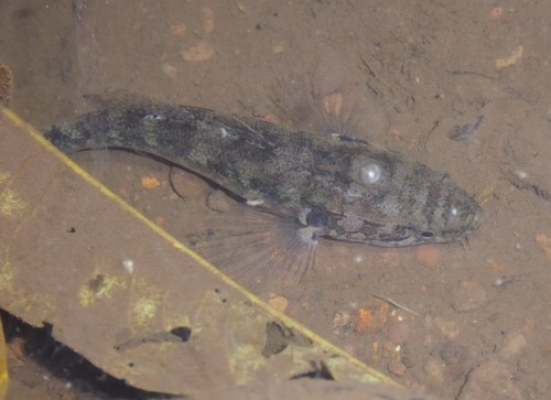 Annobon sleeper (Eleotris annobonensis) — Eleotridae