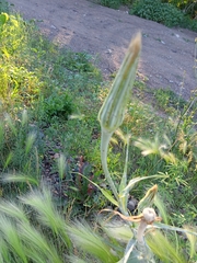 Tragopogon dubius