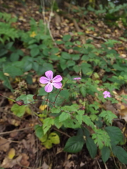 Geranium robertianum