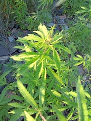 Cannabis sativa