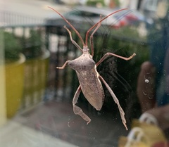 Acanthocephala declivis