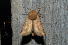 Eriopygodes imbecilla