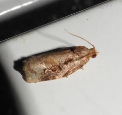 Archips grisea