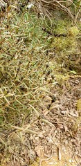Logania recurva