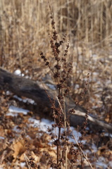 Rumex obtusifolius