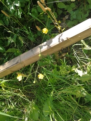 Ranunculus acris