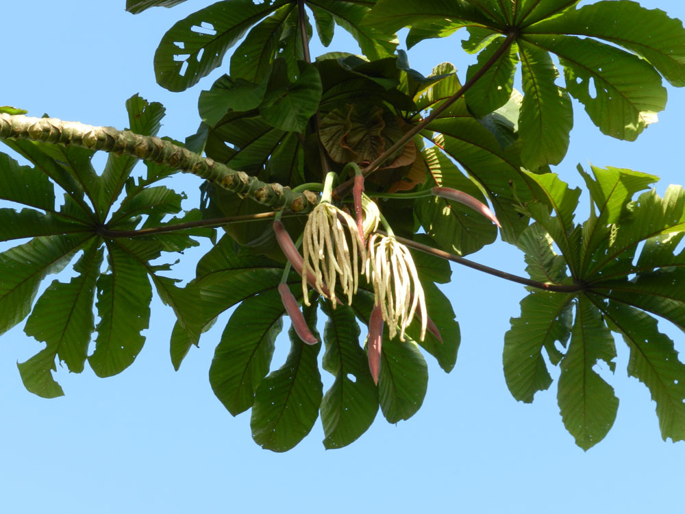 Cecropia obtusifolia