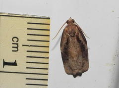 Archips grisea
