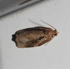 Archips grisea