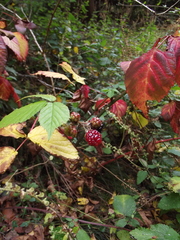 Rubus fruticosus