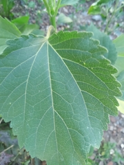 Cyclachaena xanthiifolia