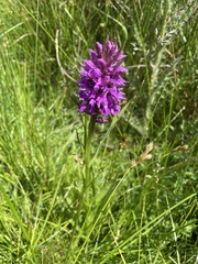 Dactylorhiza praetermissa