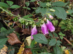 Digitalis purpurea