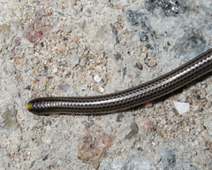 Epictia borapeliotes