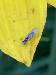 Mumetopia occipitalis