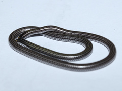 Epictia borapeliotes