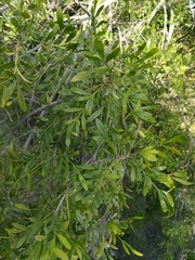 Fraxinus greggii