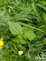 Galinsoga quadriradiata