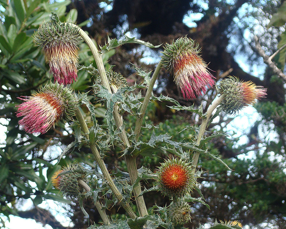 Cardo Santo (Cirsium subcoriaceum) · iNaturalist Ecuador