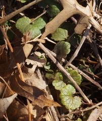 Glechoma hederacea