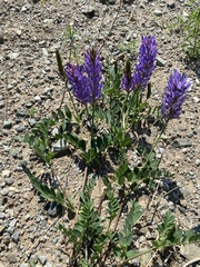 Astragalus laxmannii