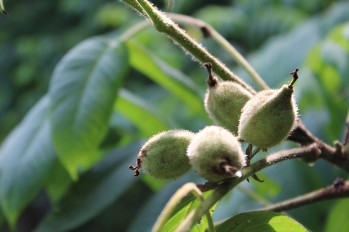 Butternut (Juglans cinerea)