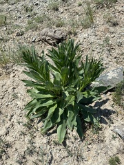 Cynoglossum divaricatum