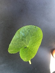 Caltha palustris palustris