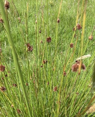 Juncus conglomeratus